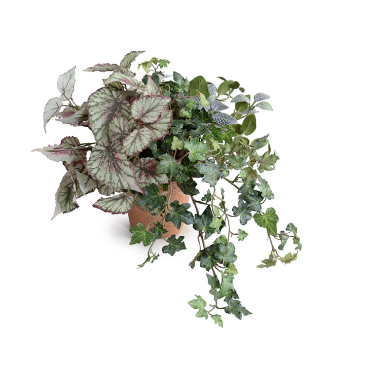 Begonia, Fittonia & Ivy in Terracotta