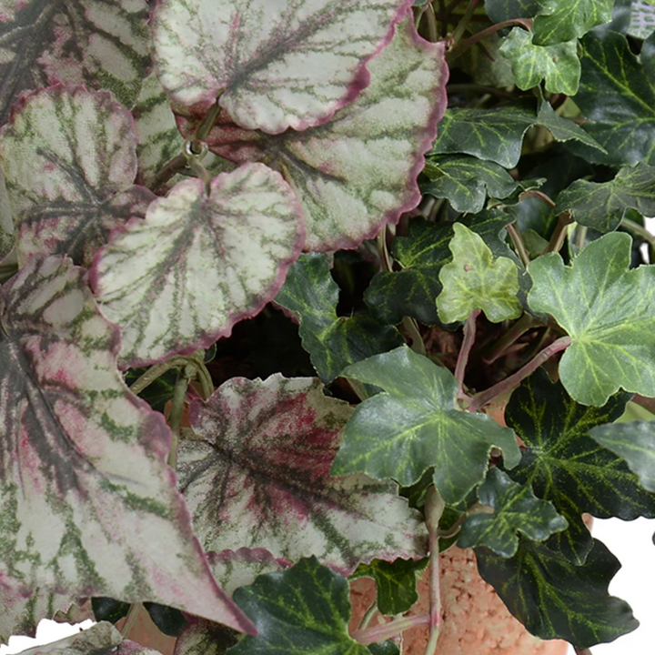 Begonia, Fittonia & Ivy in Terracotta