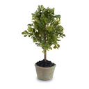 Boxwood Mini Bush