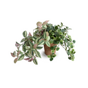 Creeping Fig, Fittonia & Inch Plants in Terracotta