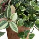 Creeping Fig, Fittonia & Inch Plants in Terracotta