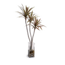 Dracaena Marginata Branch in Glass Column