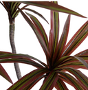 Dracaena Marginata Branch in Glass Column