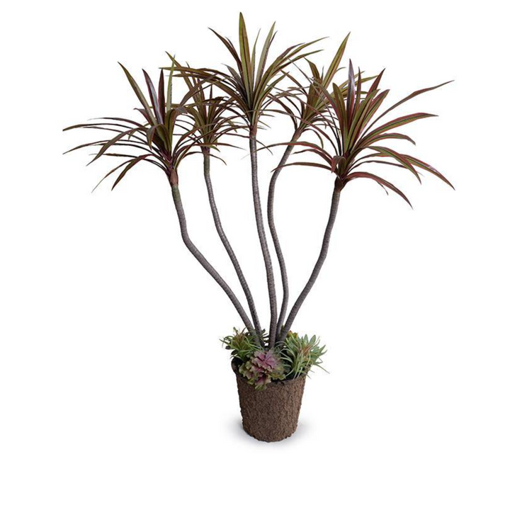 Dracaena Marginata Plant