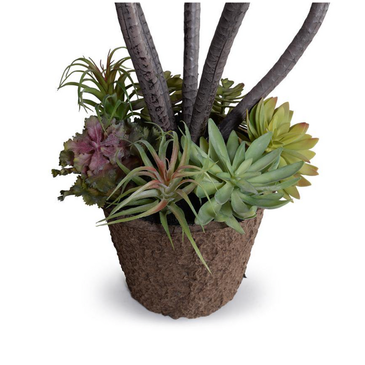 Dracaena Marginata Plant