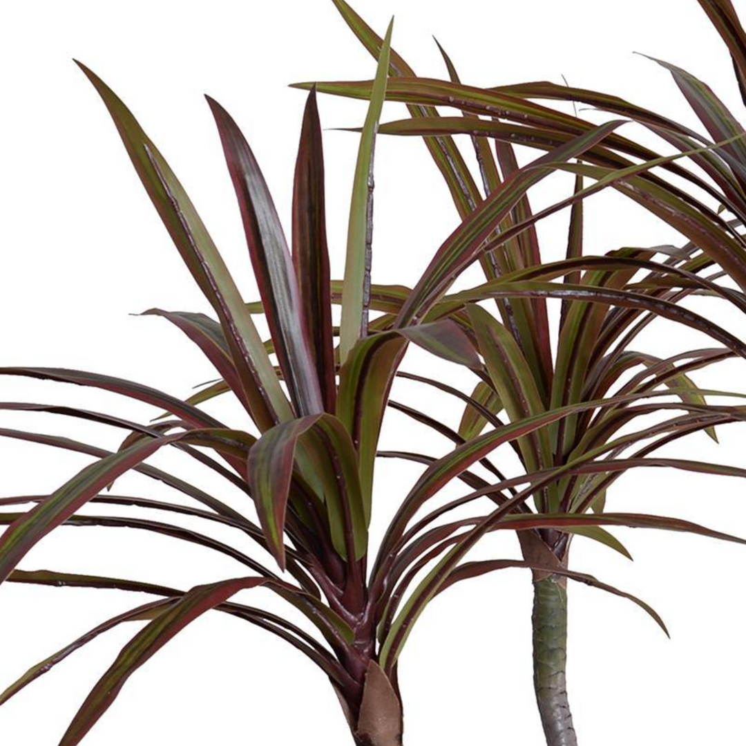 Dracaena Marginata Plant