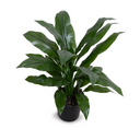 Dracaena Plant