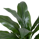Dracaena Plant