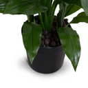 Dracaena Plant
