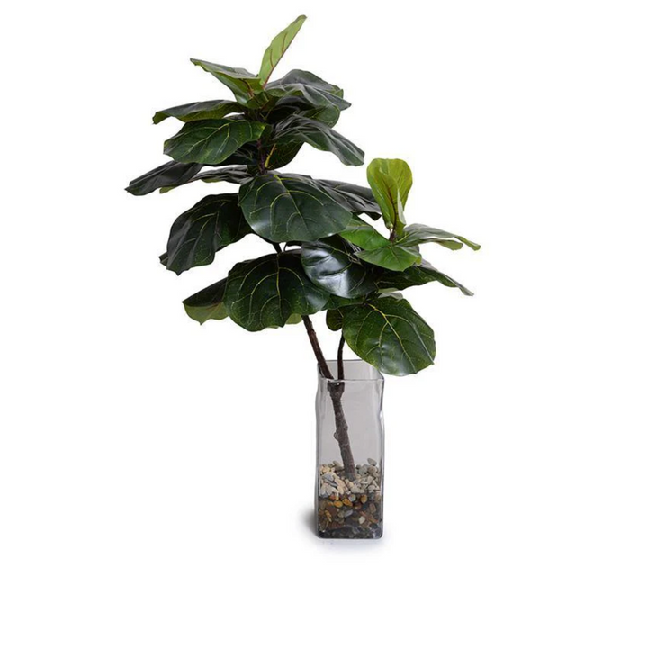 Fiddle Leaf Fig in Glass