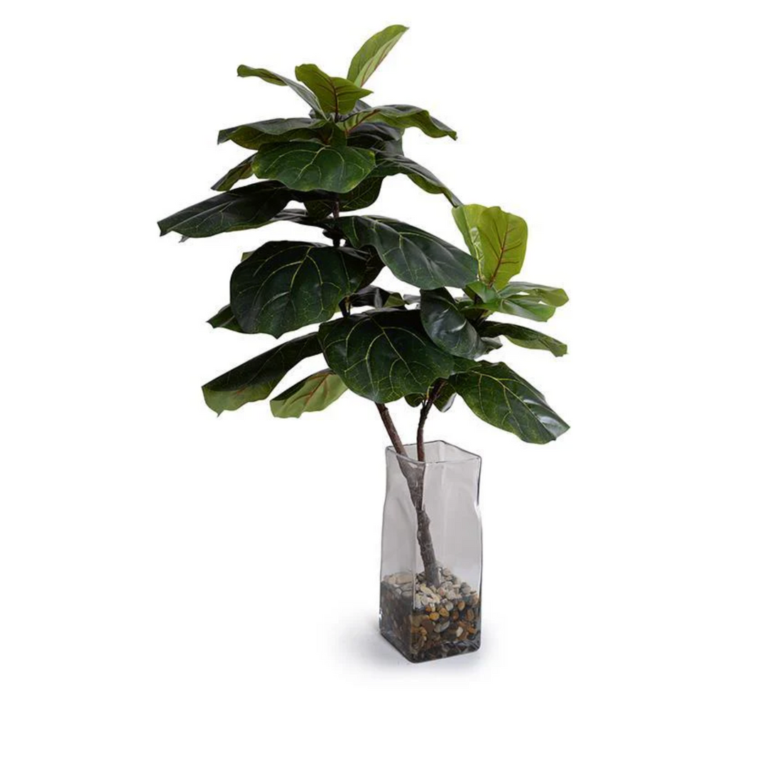 Fiddle Leaf Fig in Glass