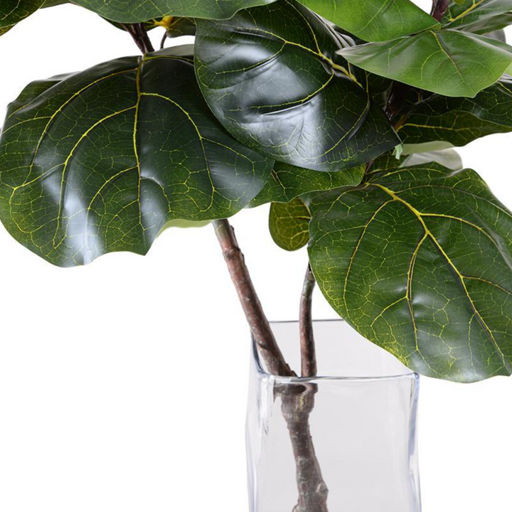 Fiddle Leaf Fig in Glass