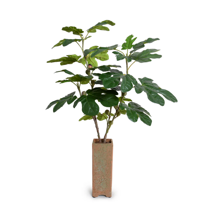 Fig Branches w/ Fruits in Terracotta Vase