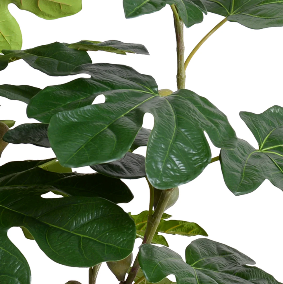 Fig Branches w/ Fruits in Terracotta Vase