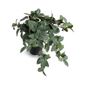 Fittonia Plant in Ceramic Vase