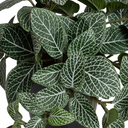 Fittonia Plant in Ceramic Vase