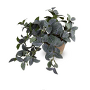 Fittonia Plant in Clay Pot
