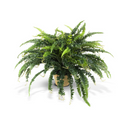 Forest Fern