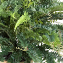 Forest Fern
