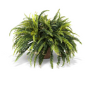 Forest Fern