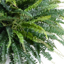Forest Fern