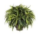 Forest Fern