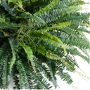 Forest Fern