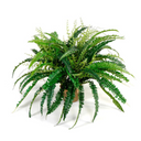 Forest Fern in Terracotta