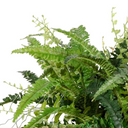 Forest Fern in Terracotta