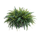 Forest Fern in Bowl