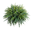 Forest Fern in Bowl