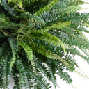 Forest Fern in Bowl