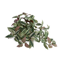 Inch Plant in ceramic pot