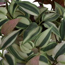 Inch Plant in ceramic pot