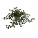 Ivy Plant in clay pot