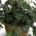 Ivy Plant in clay pot