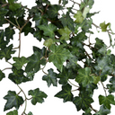 Ivy Plant in clay pot