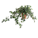 Ivy Plant in Terracotta Tom pot