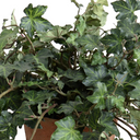 Ivy Plant in Terracotta Tom pot