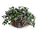 Ivy, Pumila, Begonia, Fittonia in clay bowl