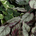 Ivy, Pumila, Begonia, Fittonia in clay bowl