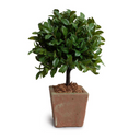 Laurel Leaf Topiary in Terracotta