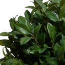 Laurel Leaf Topiary in Terracotta