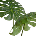 Monstera Leaves in Glass