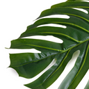 Monstera Leaves in Glass