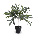 Olive Leaf Topiary