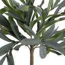 Olive Leaf Topiary