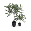 Olive Leaf Topiary