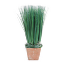 Onion Grass in Terra Cotta Pot