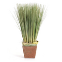 Onion Grass in Terra Cotta Pot